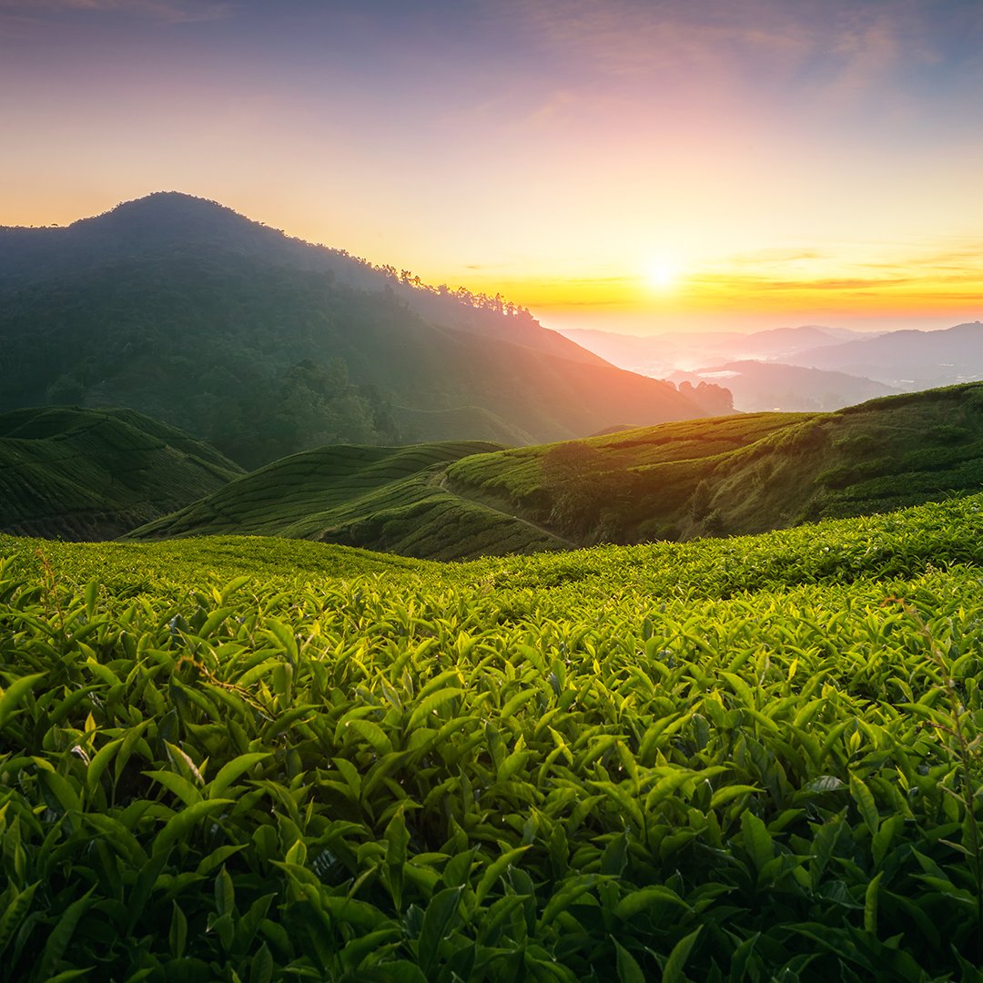 🦋 Il n'y a pas meilleure journée que celle de l'environnement pour rappeler que nous sélectionnons nos thés dans de magnifiques jardins préservés, en altitude. 

Une sélection rigoureuse, pour vous proposer des thés délicats #bio par essence ! 🌱 

 #environmentday