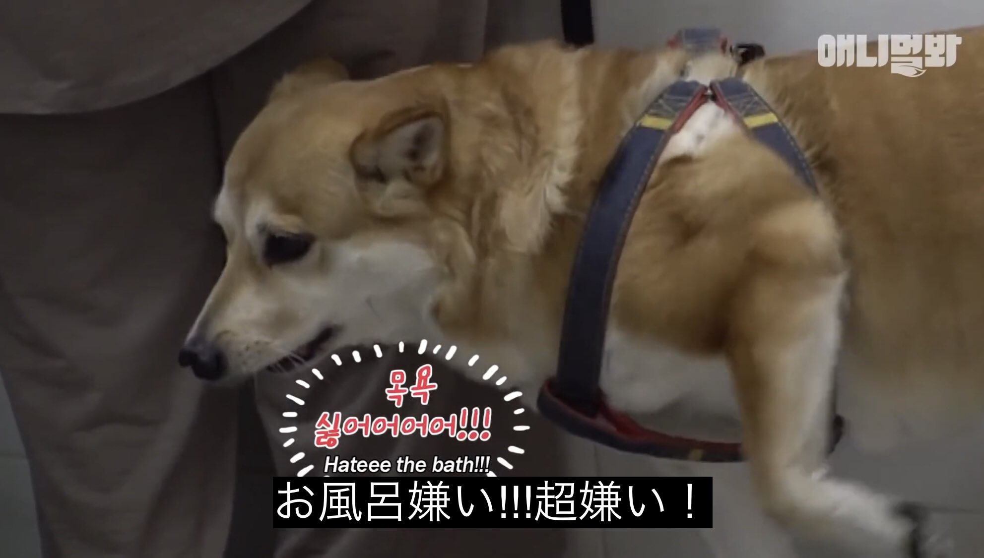 どうぶつ動画字幕bot お風呂嫌い 超嫌い T Co H4mtfahm8k どうぶつ動画字幕bot お風呂嫌い 超嫌い T Co H4mtfahm8k