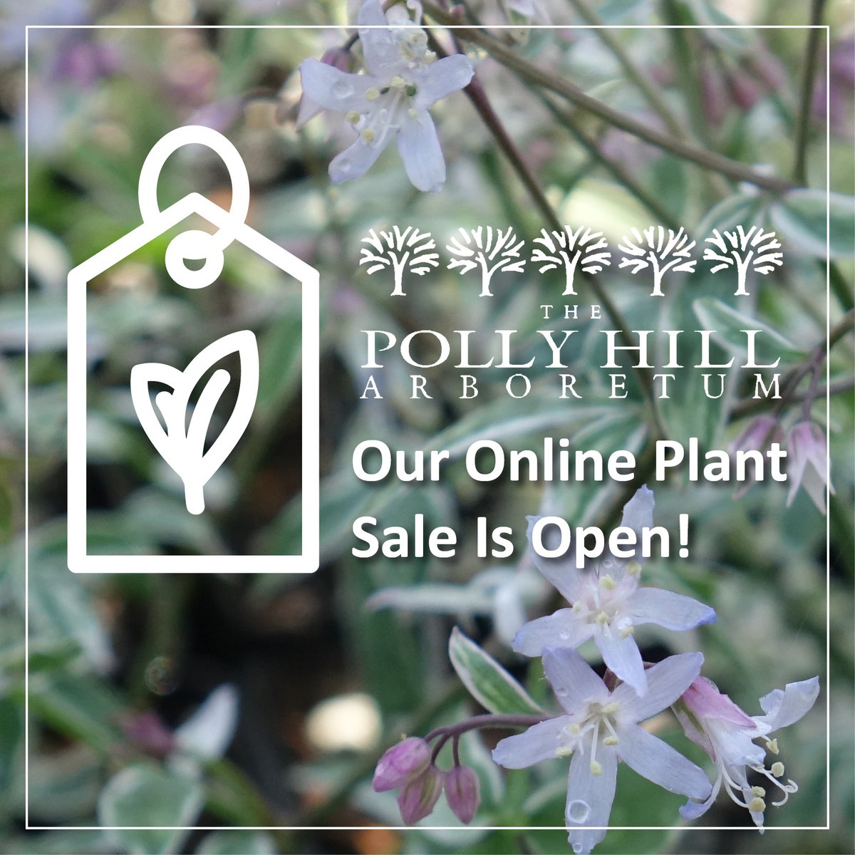 Shop our selection of specialty and native herbaceous perennials, shrubs, and trees. Place your order for pickup here: Pollyhillarboretum.org/plants/plant-s…