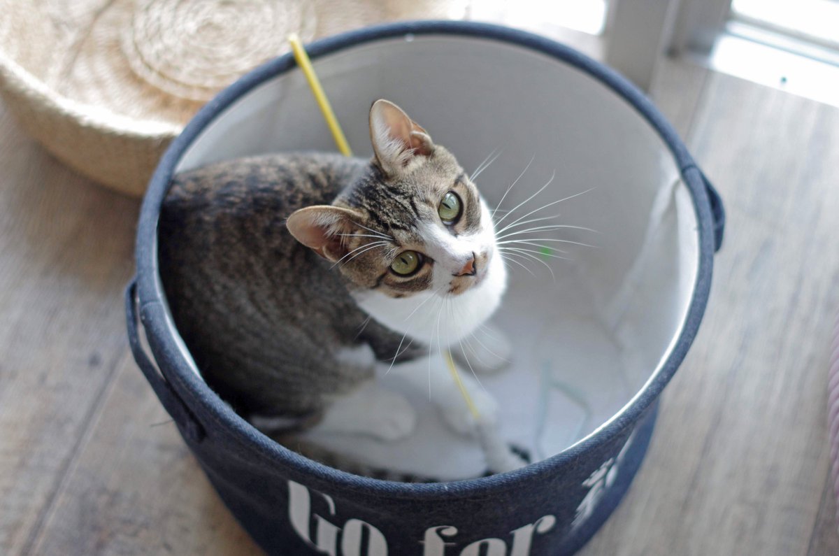 Fj となねこ そうか マシューくんとたくみくんと仲良しだったんですね 心の成長が感じられると感動しますよね 人間に甘えるのを覚える過程もそうですが 猫同士で仲良くなっていく姿を見るのが嬉しいのわかります