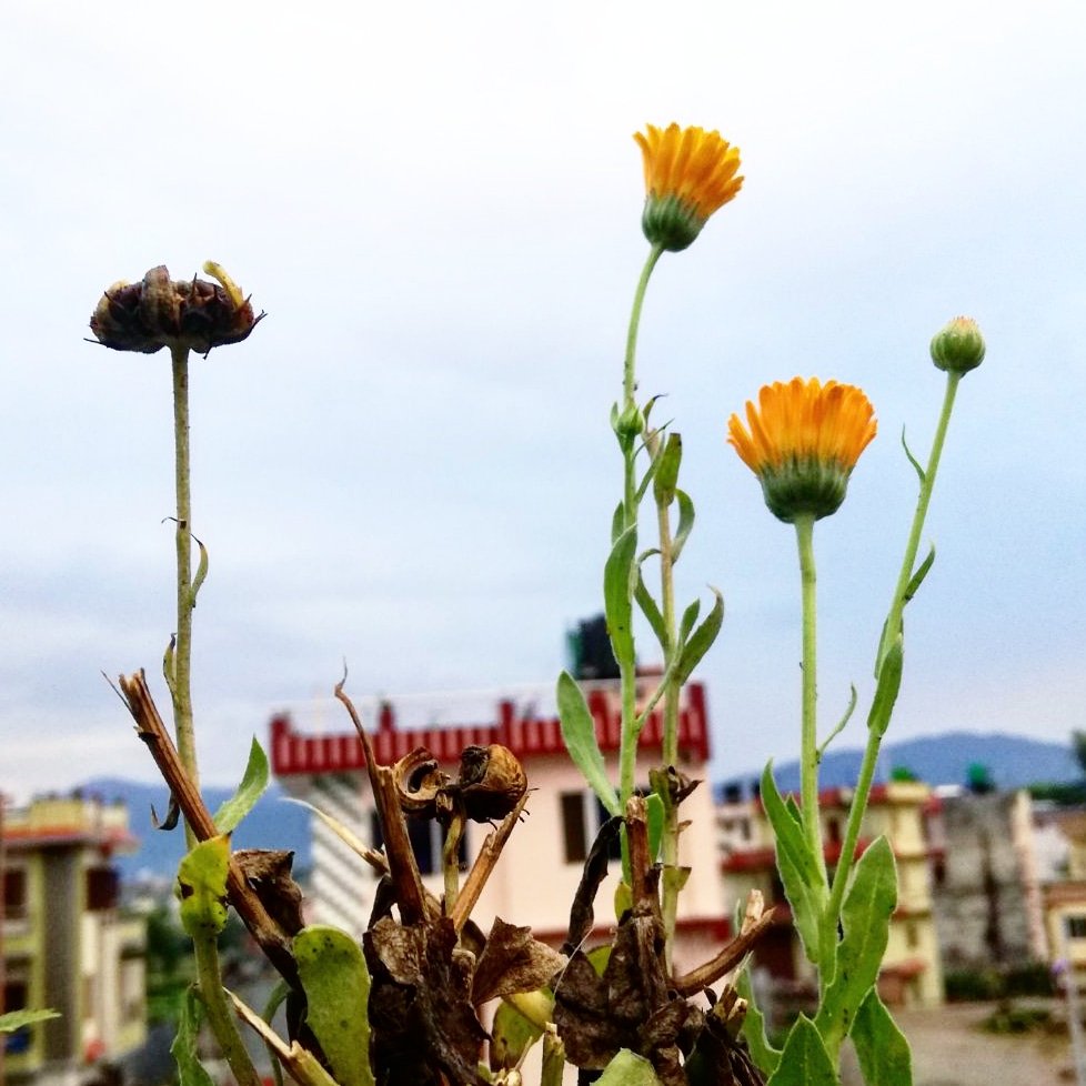 Pramisha4's tweet photo. Our life can be portrayed like this picture, some fragments are already dead, some yet to bloom and some blooming right now. Be patient, live the moment right now and be prepared for the future. 💜 https://t.co/3CJpRWkLVC