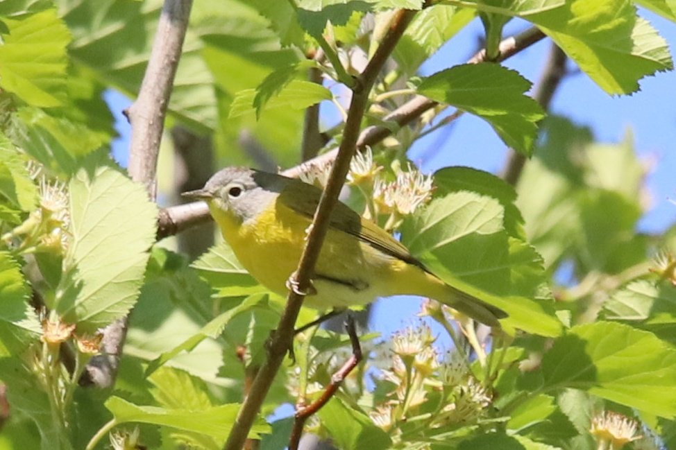 #BlackWomenWhoBird #BlackBirdersWeek here are my last few lifers:  Cape May, Bay-breasted, Lincoln's sparrow, Nashville warbler #BirdingWhileBlack 🙌🏾 🐥👀 🙋🏾‍♀️