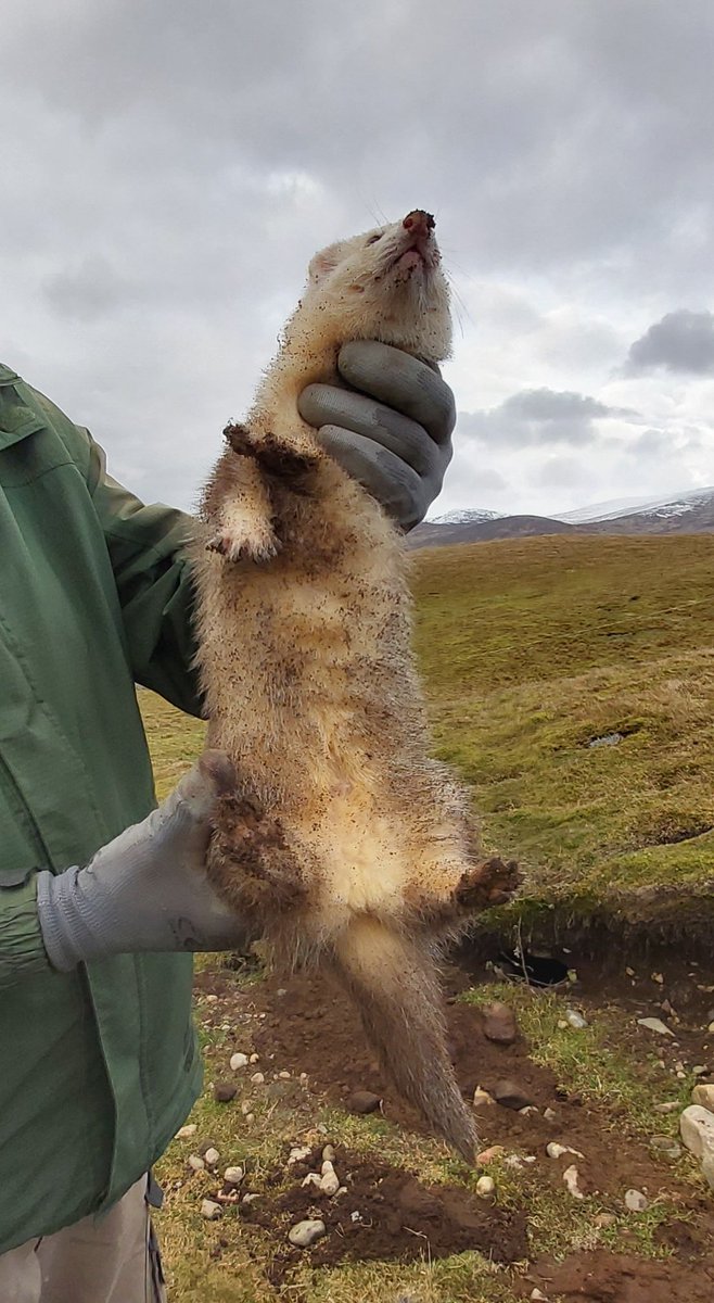 We love our ferrets.We love the simplicity of working with them, pest control as nature intended.We have bred nearly every one we have. They are ferocious warriors and also handled placidly by a young child.It is all fine sport and an exciting game to them!