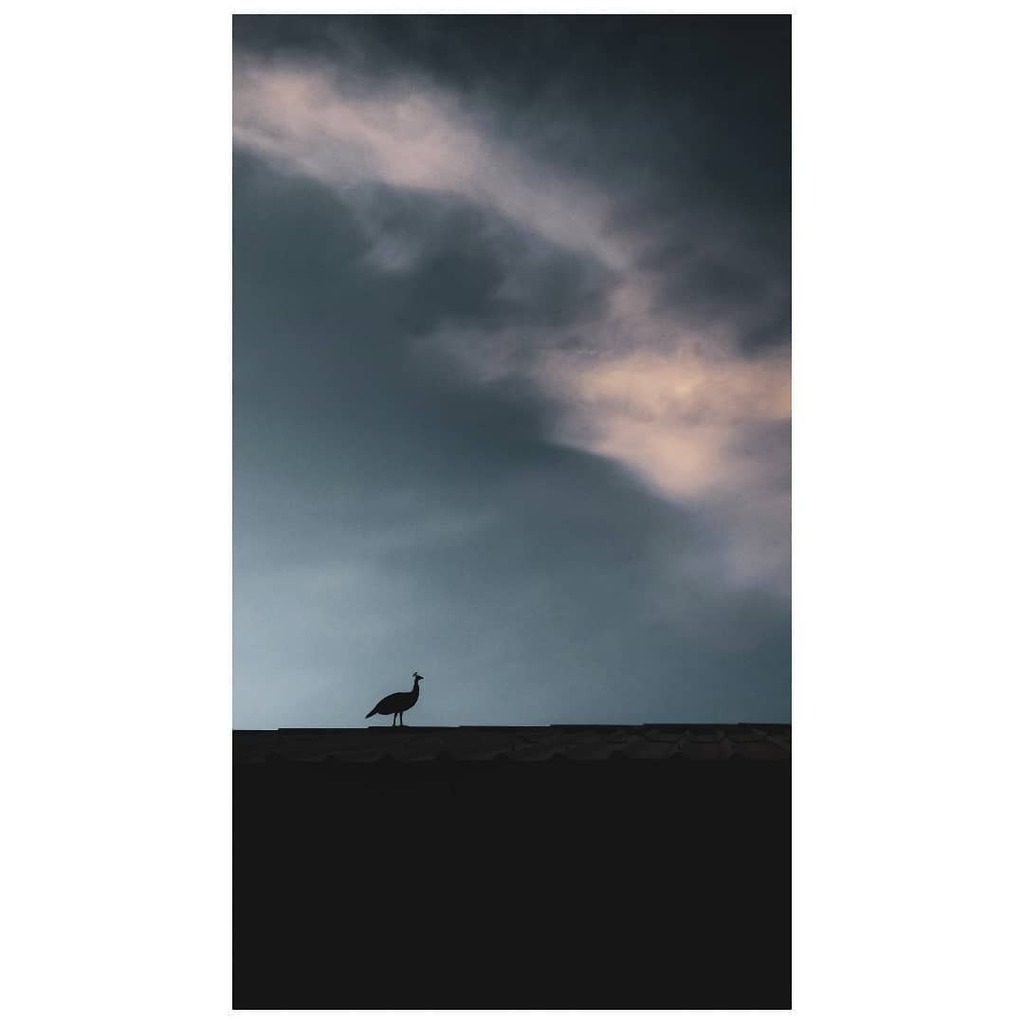 Poised.
05.06.2020 - 18:36 Hrs.

#shotononeplus #oneplus5t #sunset #mutedcolors #moodygrams #indiapictures #indiagram #maibhisadakchap #artofvisuals #visualambassadors #peahen #birdsofinstagram #shwetamalhotra03 #skiesofinstagram #spi_collective #nustaha… instagr.am/p/CBDqsoQD7G0/