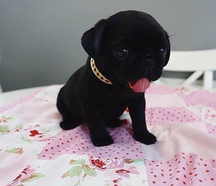 Loulou_thepug's tweet photo. oh baby https://t.co/nqaJ3mtl91