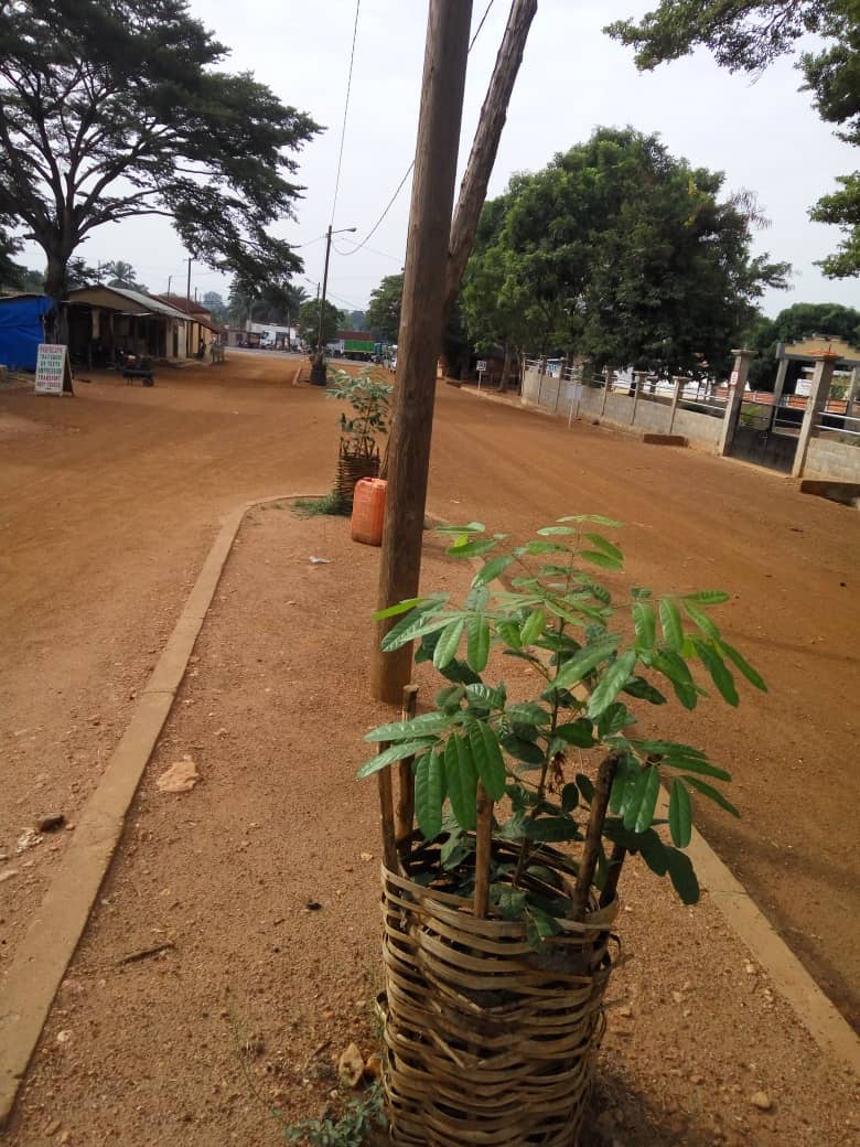 RSNetwork_'s tweet image. Appreciating the visible impact that almost 10 months of growth can have! Did you know that a single tree can absorb up to 150 kg of CO₂ per year and help mitigate  climate change? 
#WorldEnvironmentDay2020 

@HSF_Kenya @UNEP