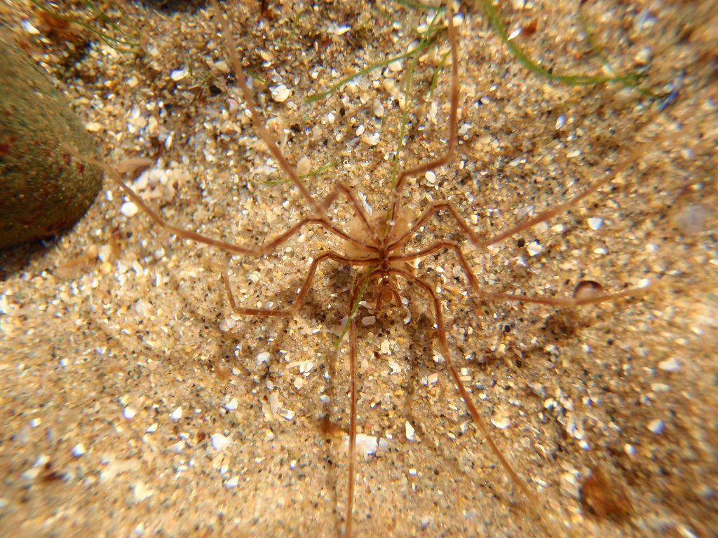Nymphon gracileInhabits the sublittoral zone in the oceans of Western Europe and has been documented in Morocco.Around 6-8cm legspan I believe.