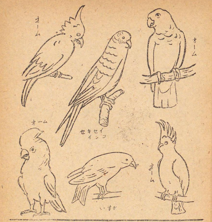 インコやオーム(p94)動物の形はそう変わらないから今も使えそうな本だなぁ 