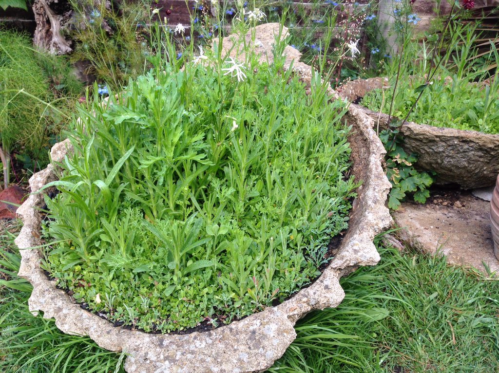 ArtecologyDept's tweet photo. The Artecology #MicroMeadow coming on very nicely indeed in its back #garden setting! Itโs enjoying this little spell of damp weather too. #lockdown experiment in the #isleofwight #biosphere reserve. #WorldEnvironmentDay https://t.co/zWN5LcQJmS