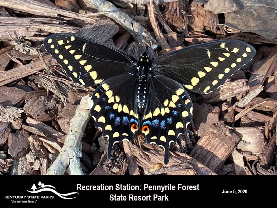 KYStateParks's tweet photo. Learn about black swallowtail butterflies in today's "Recreation Station" from Pennyrile Forest State Resort Park! https://t.co/aBUW0mxNWT
#kystateparks #TeamKentucky https://t.co/27rDswzUnc