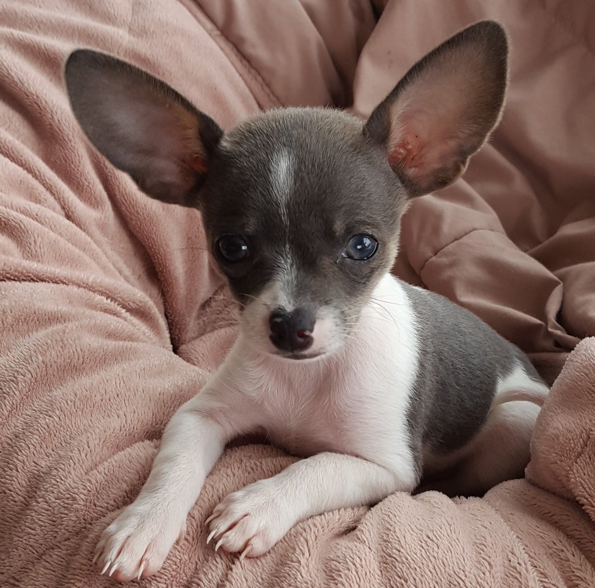 FormatHealth's tweet image. Throughout June, Best Friend Fridays, part of @American_Heart Healthy Bond for Life initiative, encourages people to incorporate pets into their day. Our four-legged friends have a positive impact on our health, especially during the pandemic. Show us pics of your best friend!