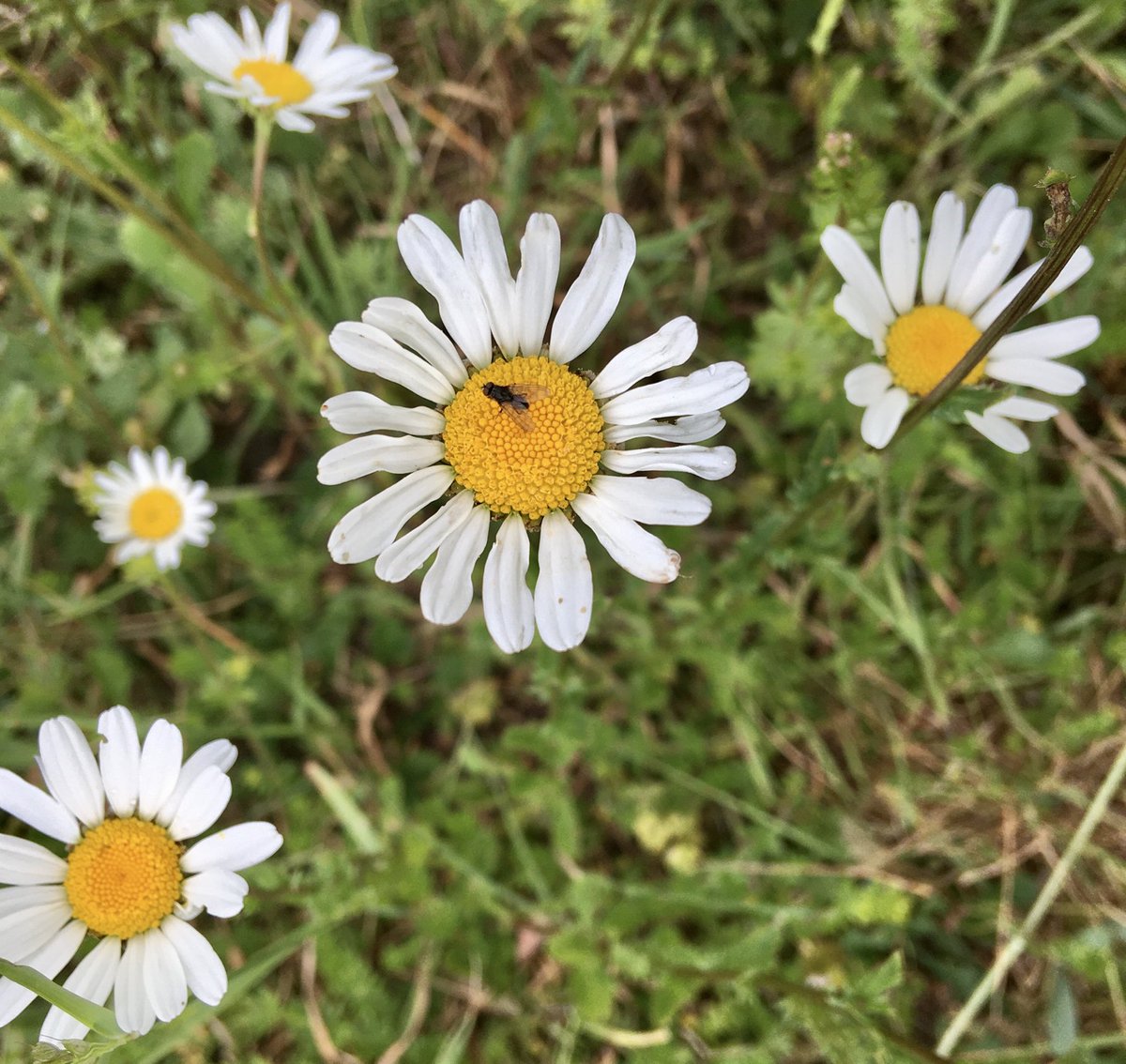 KathyGrube's tweet photo. The ox-eye daisies are attracting a few different insects #PlantTaskmaster ⁦@slcuplants⁩ https://t.co/zVOsd1Khcm