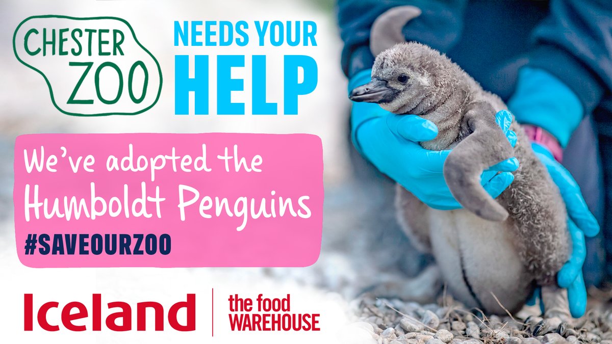 IcelandFoods's tweet image. We’ve joined the fight to save @chesterzoo and have adopted the penguins 🐧 

The zoo has over 35,000 threatened and critically endangered animals but may have to close its doors for good due to COVID-19 law. 

See how you can help or adopt an animal: bit.ly/30cn8Ck