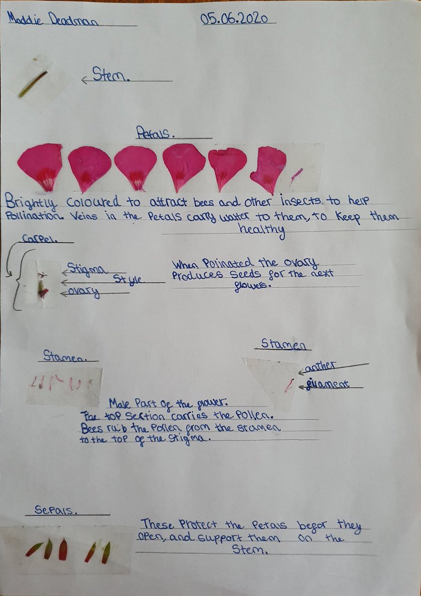 fondantfetish's tweet photo. A fun time watching the first taster Science lesson today for Maddie. Here is the work she produced from what she learnt. She can't wait for year 7 in Sept 2020 #blenheimepsom #teamblenheim https://t.co/Oux3ENQqPp