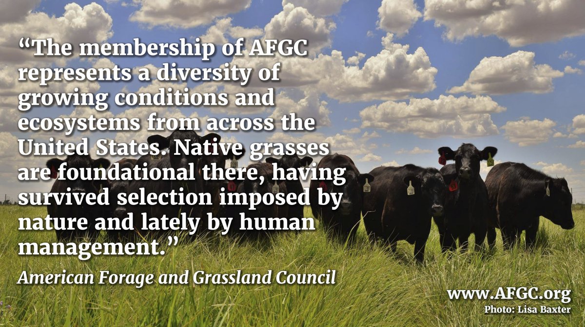 NativeGrassAlly's tweet photo. "The membership of @AmericanForage represents a diversity of growing conditions and ecosystems from across the United States. #NativeGrasses are foundational there, having survived selection imposed by nature and lately by human management." 
https://t.co/2P9adAV40I https://t.co/fVgUuQGy3S
