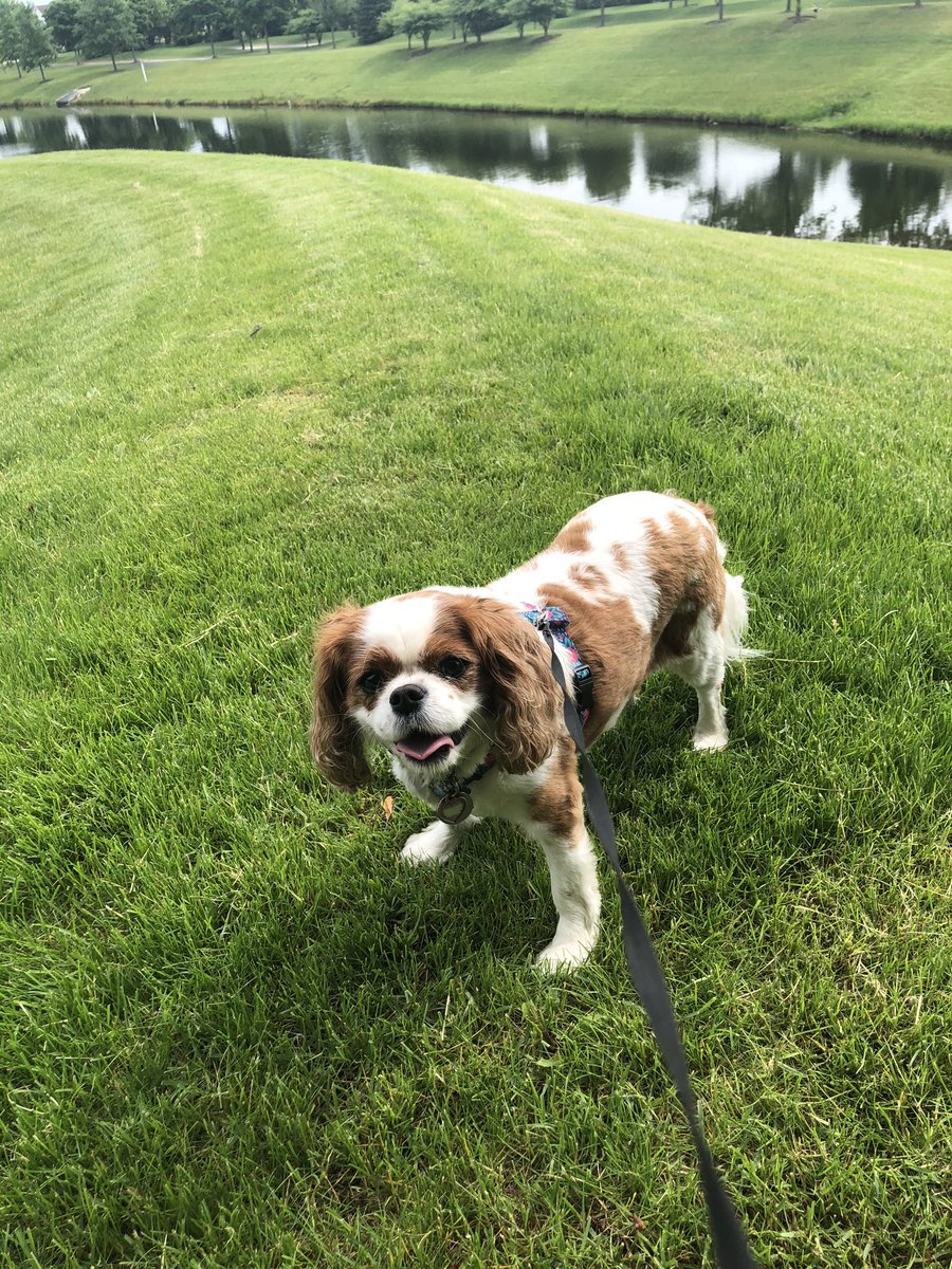 Aviator_6919's tweet photo. Here is a pic of a dog 👌 https://t.co/cMCJ5PKhBK
