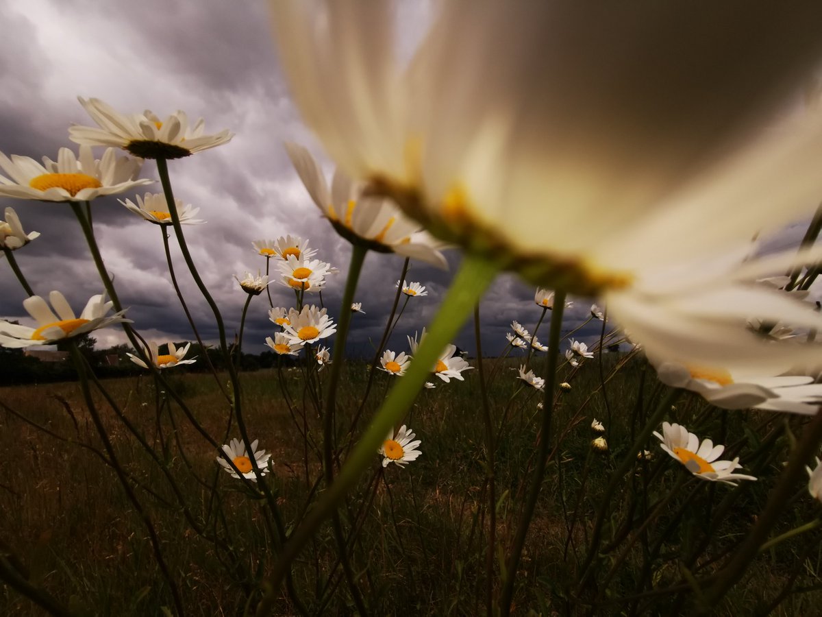 Just before getting soaked on my dog walk. #dogwalking #gettingsoaked #highamferrers