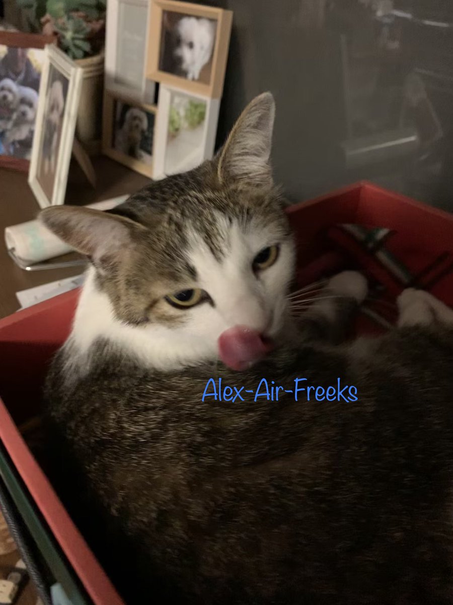 Alex Air Freeks 本日 我が家の愛猫は推定ではありますが無事に3歳を迎えることができました 本当にありがとうございます 我が家の猫 名前 みー メス 年齢 3歳 06 06時点 誕生日 6月6日 推定 種類 雑種 好物 肉 財布 スヌーピー 嫌い