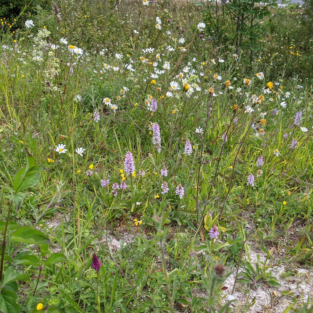 HanSims36's tweet image. My job makes me so happy!
So lucky to safely #survey such beautiful flowers for  @OldChalkNewDown #chalkgrassland condition assessment

#commonspottedorchid #pyramidalorchid #manorchid #beeorchid #yellowwort #fairyflax #carlinethistle #stjohnswort #roughhawkbit #crosswort