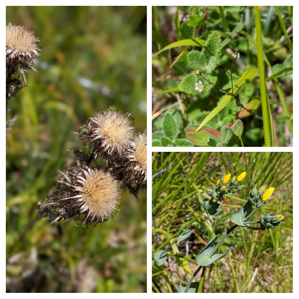 HanSims36's tweet image. My job makes me so happy!
So lucky to safely #survey such beautiful flowers for  @OldChalkNewDown #chalkgrassland condition assessment

#commonspottedorchid #pyramidalorchid #manorchid #beeorchid #yellowwort #fairyflax #carlinethistle #stjohnswort #roughhawkbit #crosswort