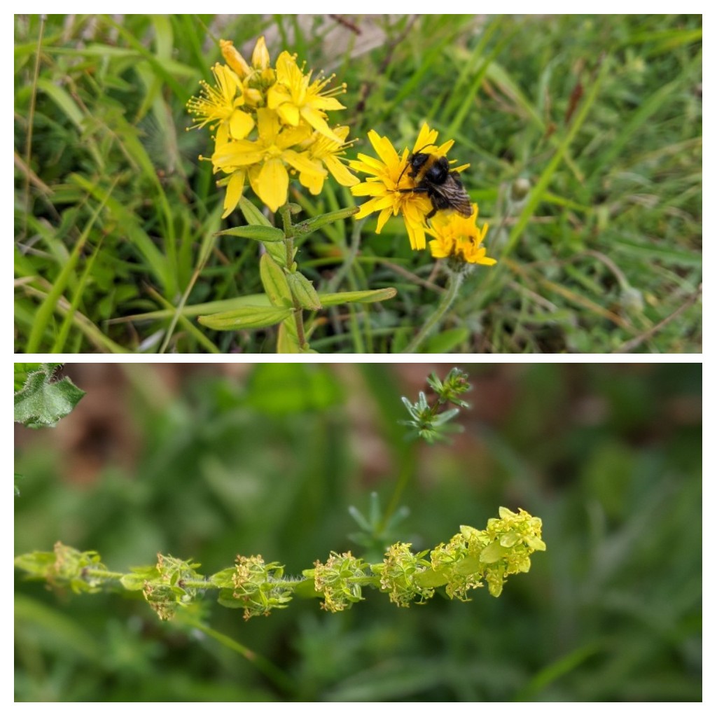 HanSims36's tweet image. My job makes me so happy!
So lucky to safely #survey such beautiful flowers for  @OldChalkNewDown #chalkgrassland condition assessment

#commonspottedorchid #pyramidalorchid #manorchid #beeorchid #yellowwort #fairyflax #carlinethistle #stjohnswort #roughhawkbit #crosswort