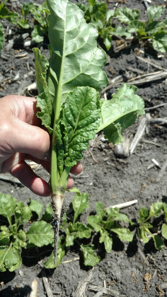klosterman_tom's tweet photo. Well @CodyWahlstrom @KregGrause #gorder ain't far behind you!
#plant2020 https://t.co/NLQFMPeoLl
