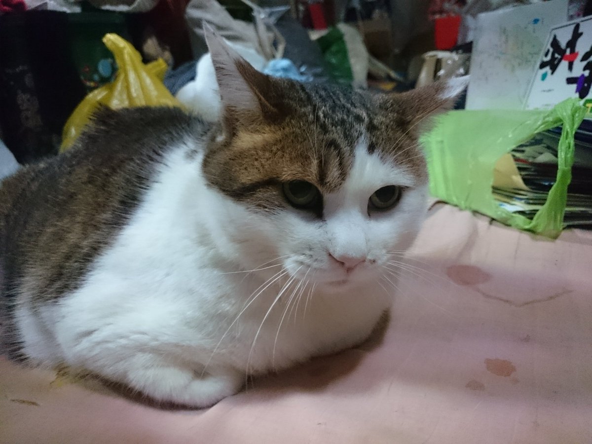 Druckstein 漬物石 En Twitter カメラ目線 モフモフになった 日本猫 和猫