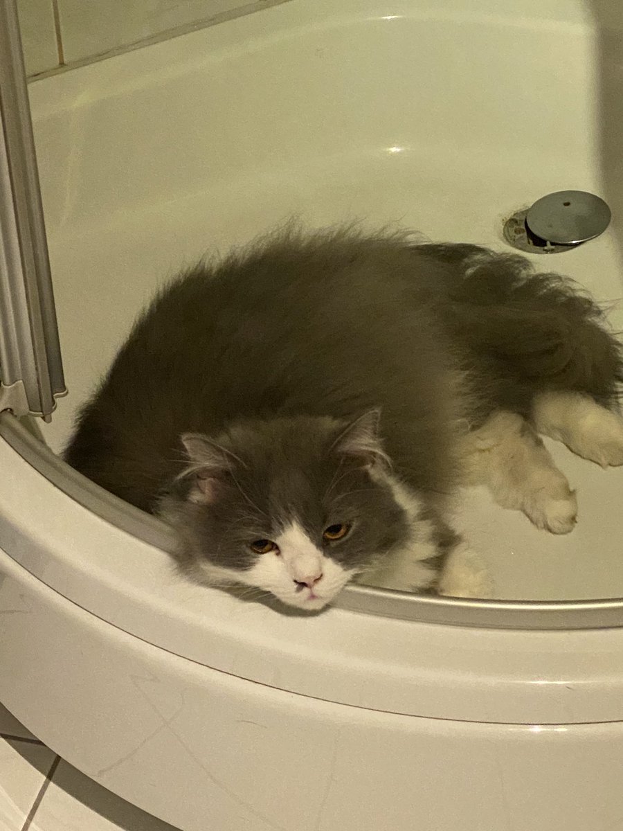 Fühl mich zwar grad noch wie die Katze von meinem Kumpel wo ich gestern war aber die Rockshow beginnt gegen 19 Uhr.

twitch.tv/dusky_plays 

Gucken wir mal wie es heute rockt    🤘😺

#rock #rockshow #party #stream #twitch