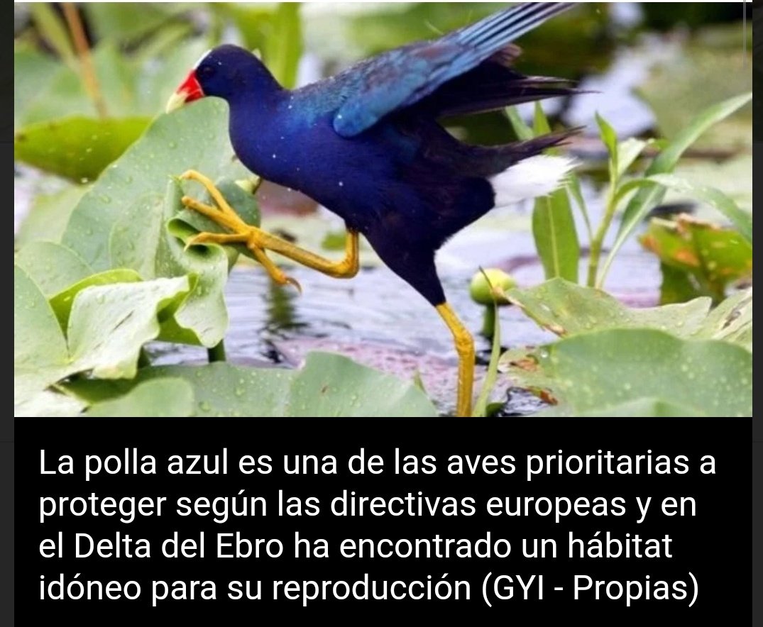 Dantemv's tweet photo. Se llama #Tinguaazul. Es #ave migratoria y esta en peligro de extinción https://t.co/ugHt1GAShe
