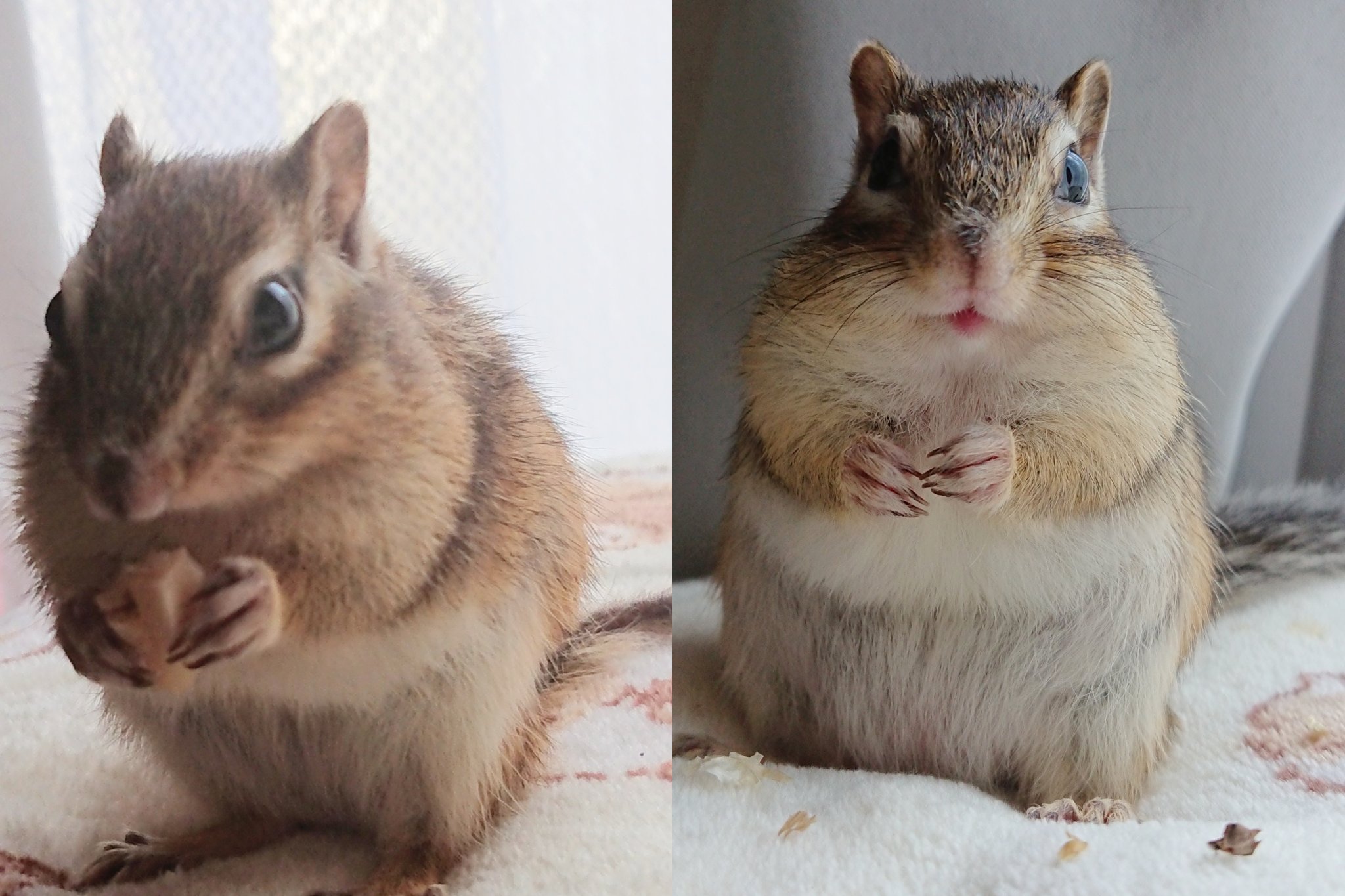 Midori コロナ太り 左2月 右6月 一緒にダイエットしようか シマリス Stayhome な飼い主に付き合ってぽっちゃり T Co Copuahlkon Twitter
