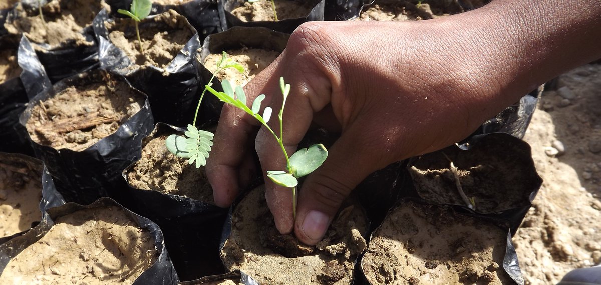 #DíaMundialDelMedioAmbiente.  Cuidemos nuestro planeta: plantar árboles, proteger su biodiversidad y vivir de forma más sostenible.  #PorLaNaturaleza. #ForNature