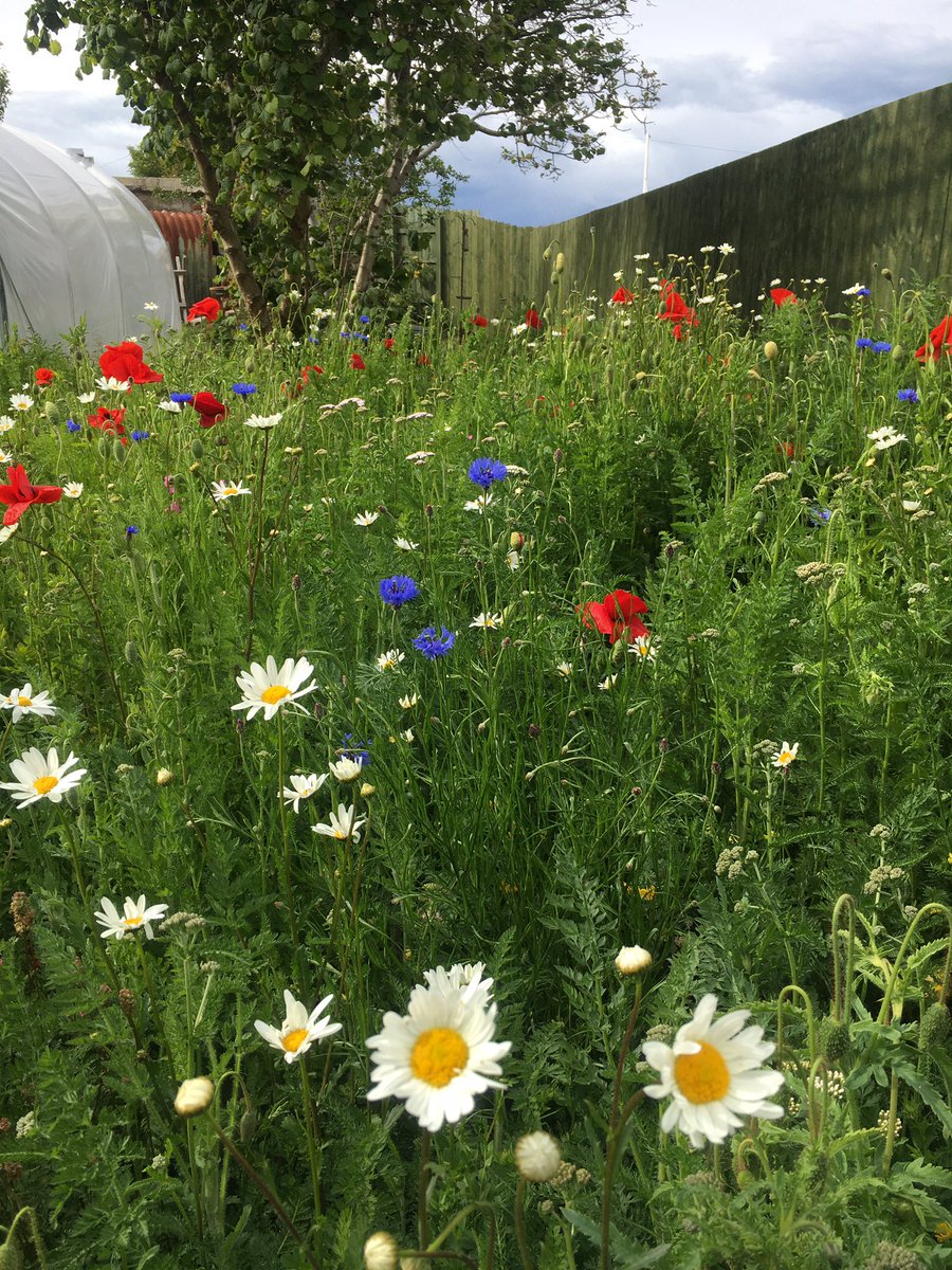 Moody weather but stunning colours.  #GardenersWorld #beefriendly #wildflowergarden #herbs