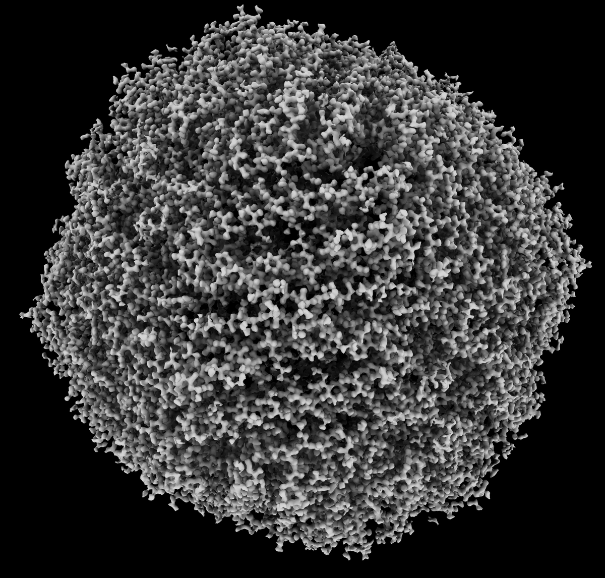 Apoferritin at 1.2 Angstroms by cryoEM from the <a href="/SjorsScheres/">Sjors Scheres</a> lab. Ambient shadow lighting using ChimeraX command "light soft" #ChimeraXHowTo

biorxiv.org/content/10.110…