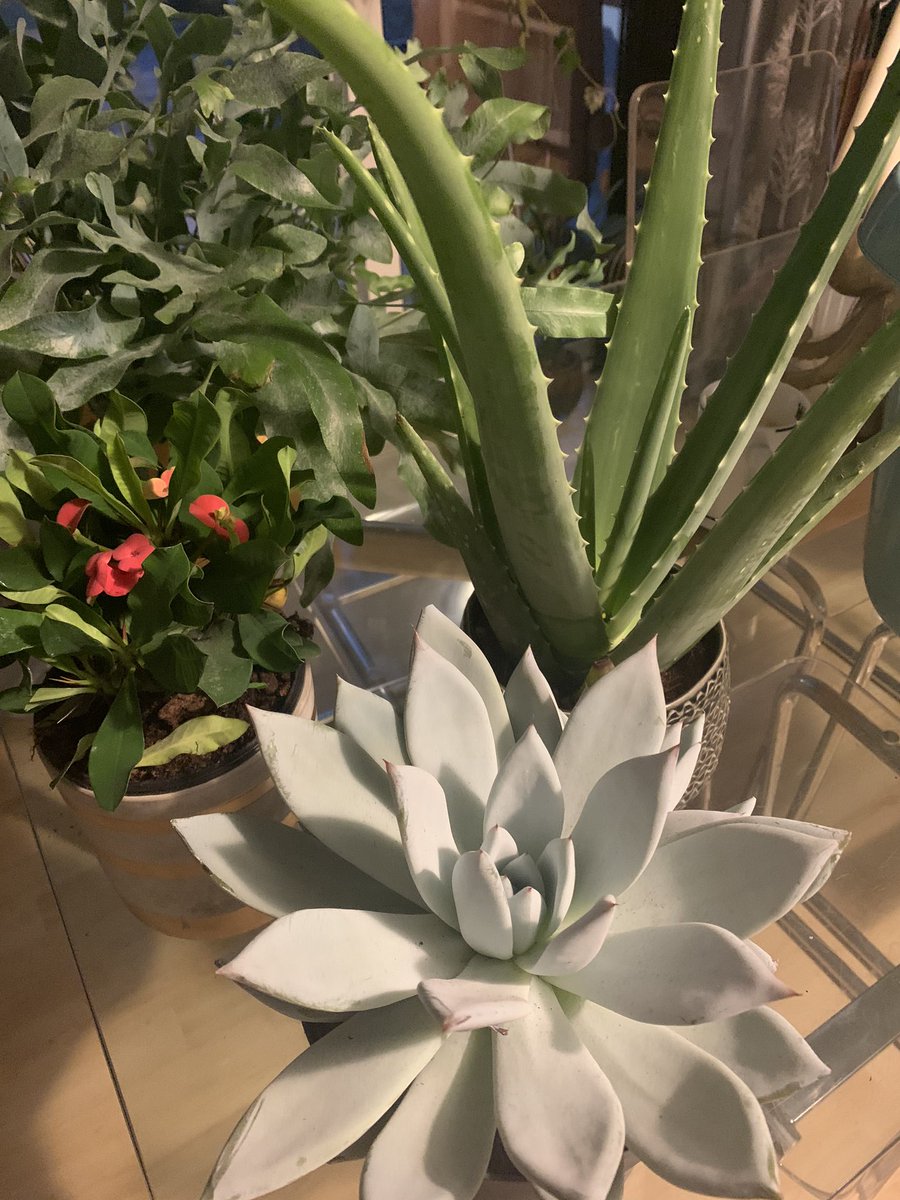 #euphorbiamilii #aloevera #echeveriamexicangiant all in store now 
New decor plant pots coming soon #houseplantaddict #indoorliving #plantpower #houseplant #greenspaces #cleanair