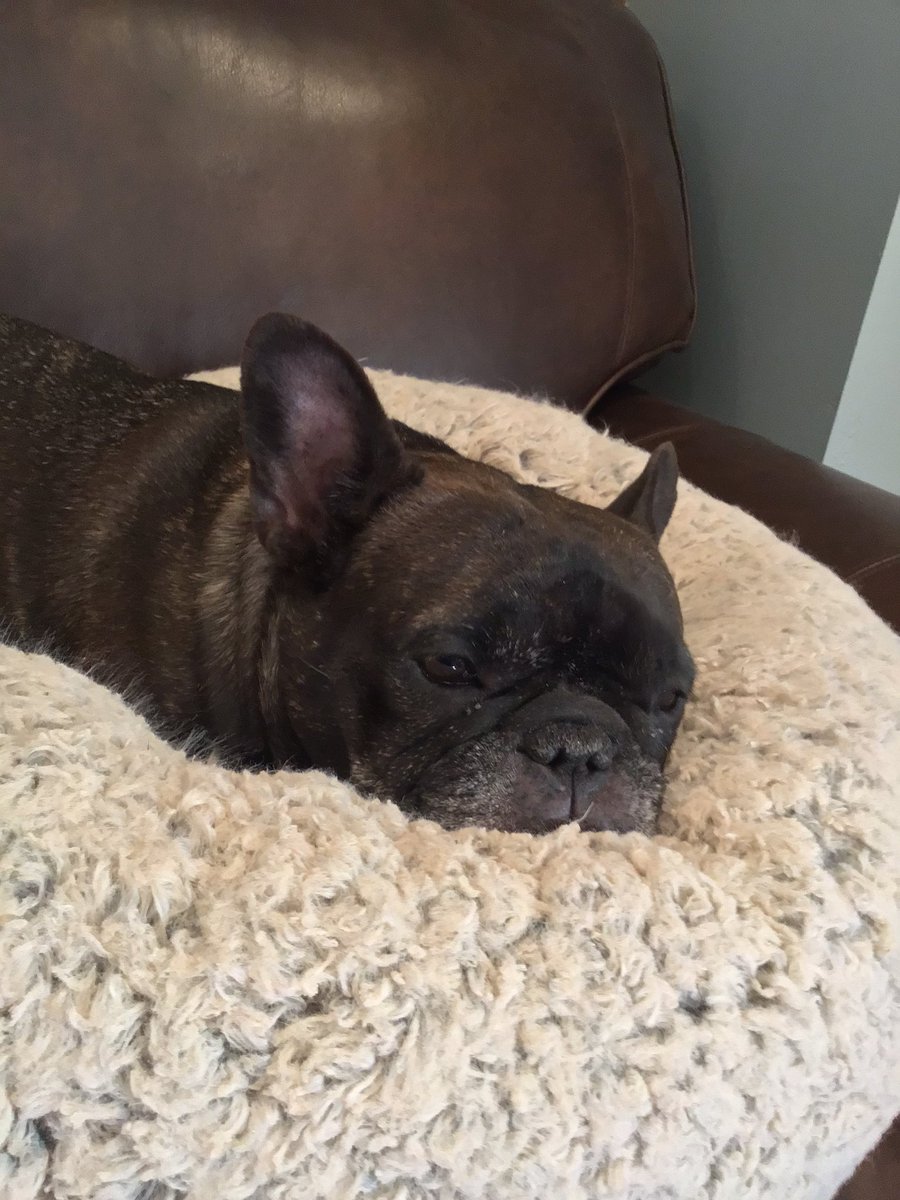 trishfahey1's tweet photo. Still very sad that my best bud is not here with me. https://t.co/1nHFBVEGKi