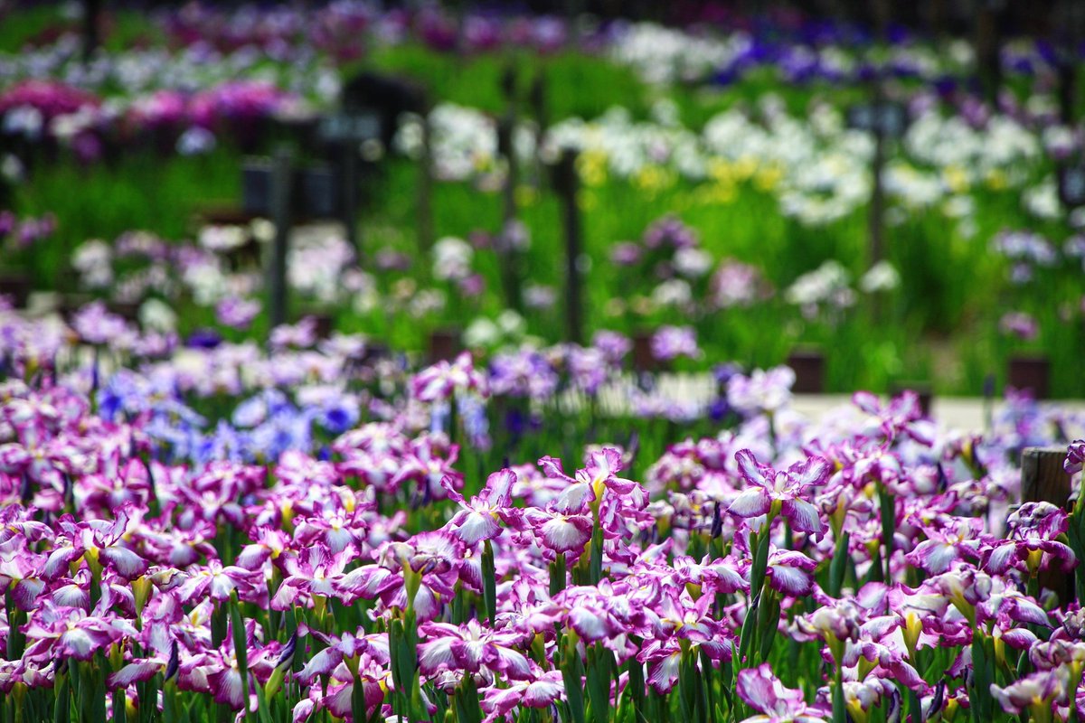 京都もよう Kyoto Moyou A Twitter 奈良県 馬見丘陵公園 花菖蒲園 むっちゃ広い公園でした 06 05撮影 馬見公園 菖蒲の花 菖蒲園 馬見丘陵公園 花菖蒲園 北葛城郡 見ごろ 見頃 満開の花 ハナショウブ Iris 花ショウブ Instagramjapan