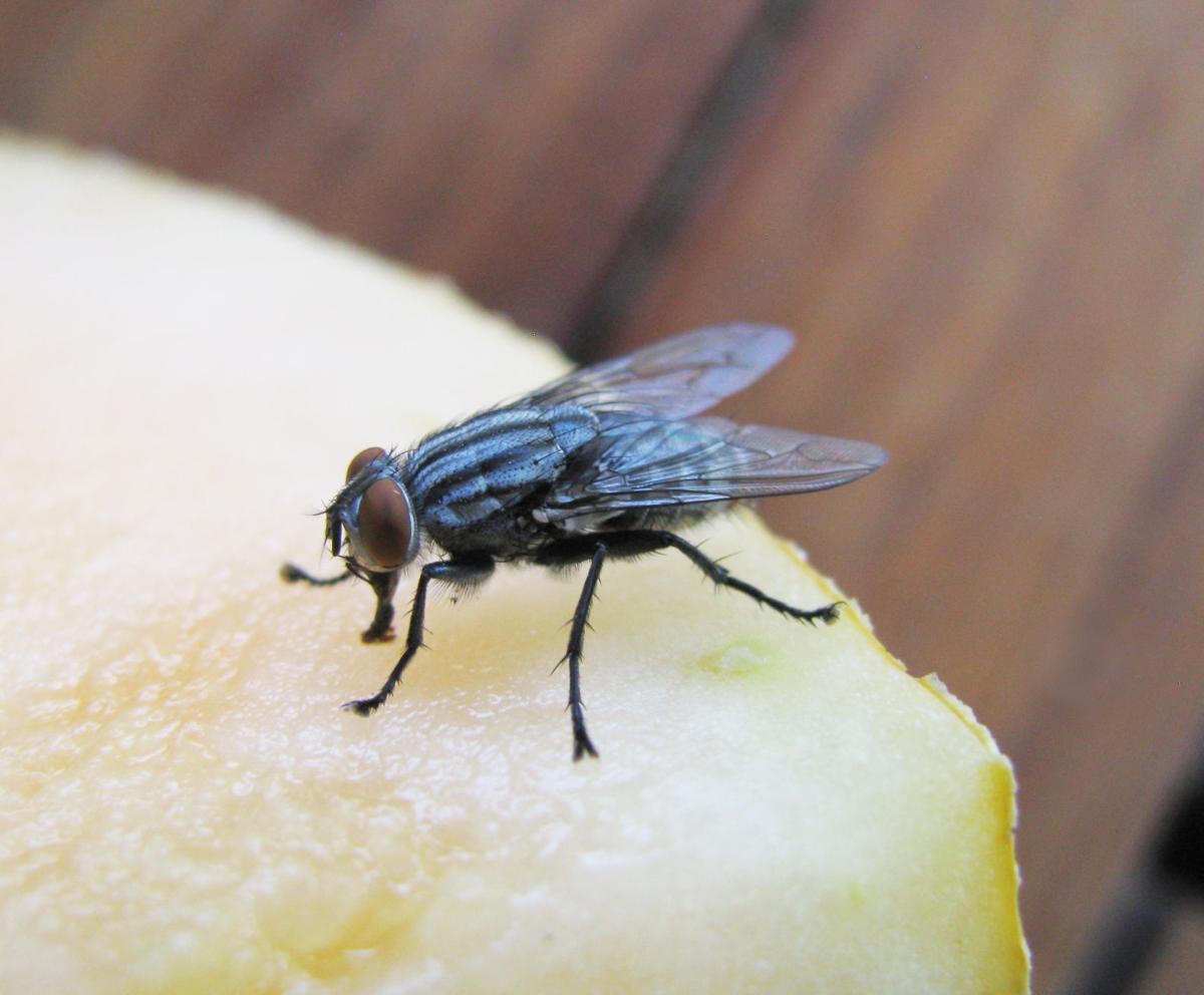 #FunFactFriday #DidYouKnow 
Our brains can only process around 60 images a second, whereas a fly can process 250 images a second! It is because of this ability flies react so quickly when we try to swat them.