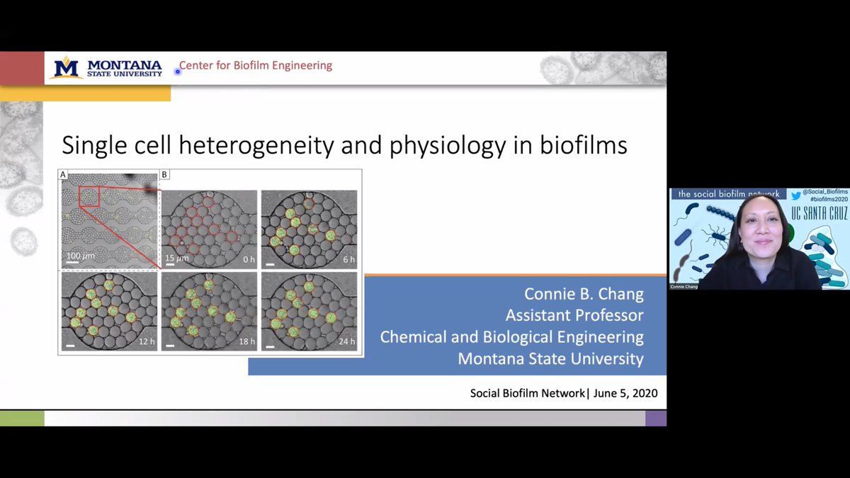 <a href="/thechanglab/">Connie Chang</a> on Single cell heterogeneity and physiology in biofilms 

@Center4Biofilm nominated speaker of this <a href="/Social_Biofilms/">The Social Biofilm Network</a> meeting

#biofilms2020