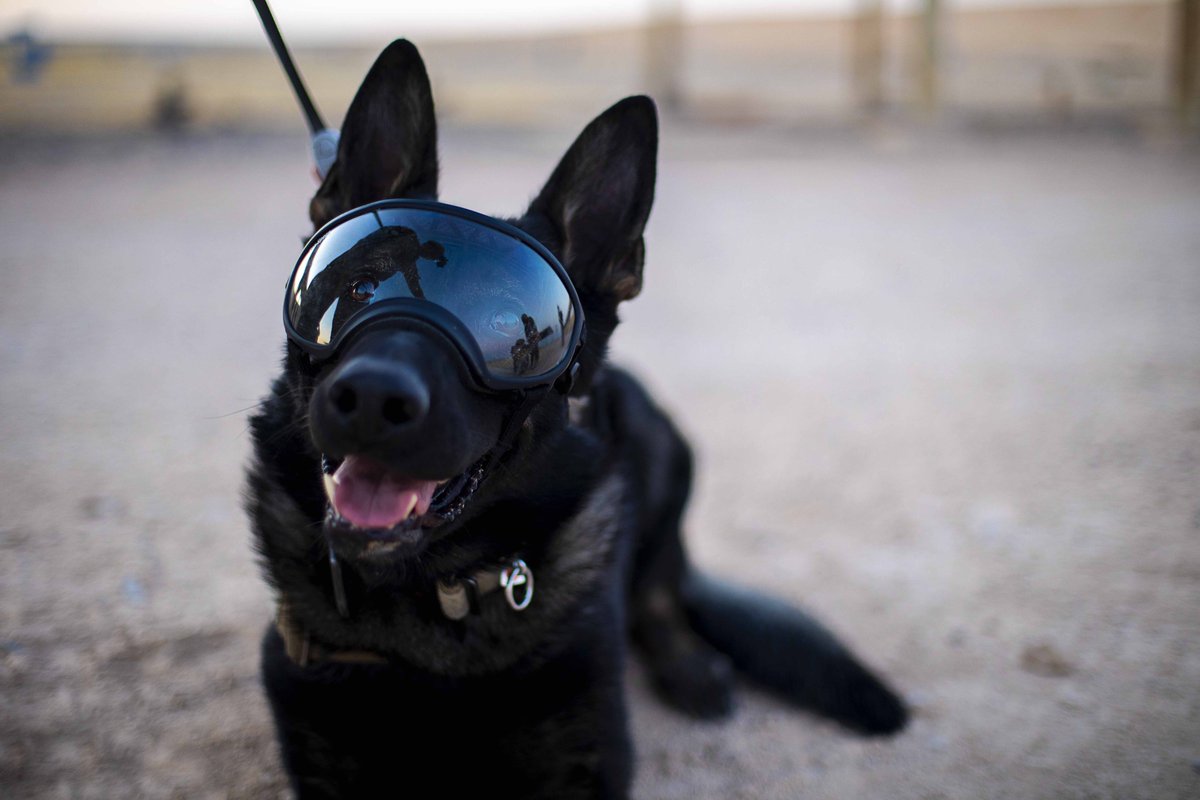 Nick is a military working dog currently stationed in Iraq. No matter who you are or what you look like, Nick would be stoked to be your friend. Be like Nick, and have a safe weekend.

(📸Spc. Derek Mustard)