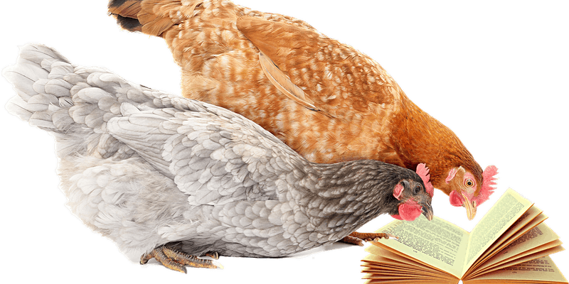 uofachickens's tweet photo. University of Alberta Small Flock Poultry short course has upcoming dates. Follow this link to register!

https://t.co/rHrNgjlpow https://t.co/ndDu5Sc4LJ