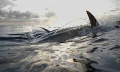 BluefinDoc's tweet photo. #WorldOceansDay WATCH #Documentary #Director #JohnHopkins #BLUEFIN Q&A on JUNE 8 join #bluewaterfilmfestival virtually on Mon. Jun 8th. Q&A with #Bluefindoc #Director #JohnHopkins Hosts and Speakers Dr. #SylviaEarle, #FabienCousteau, #MatthewModine https://t.co/T6zgNxIwvP https://t.co/Kf84fRxufV