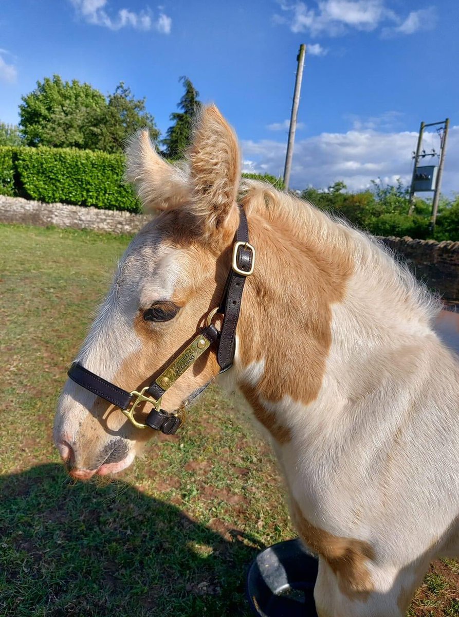 Coloured Cob Equestrian Centre tweet media
