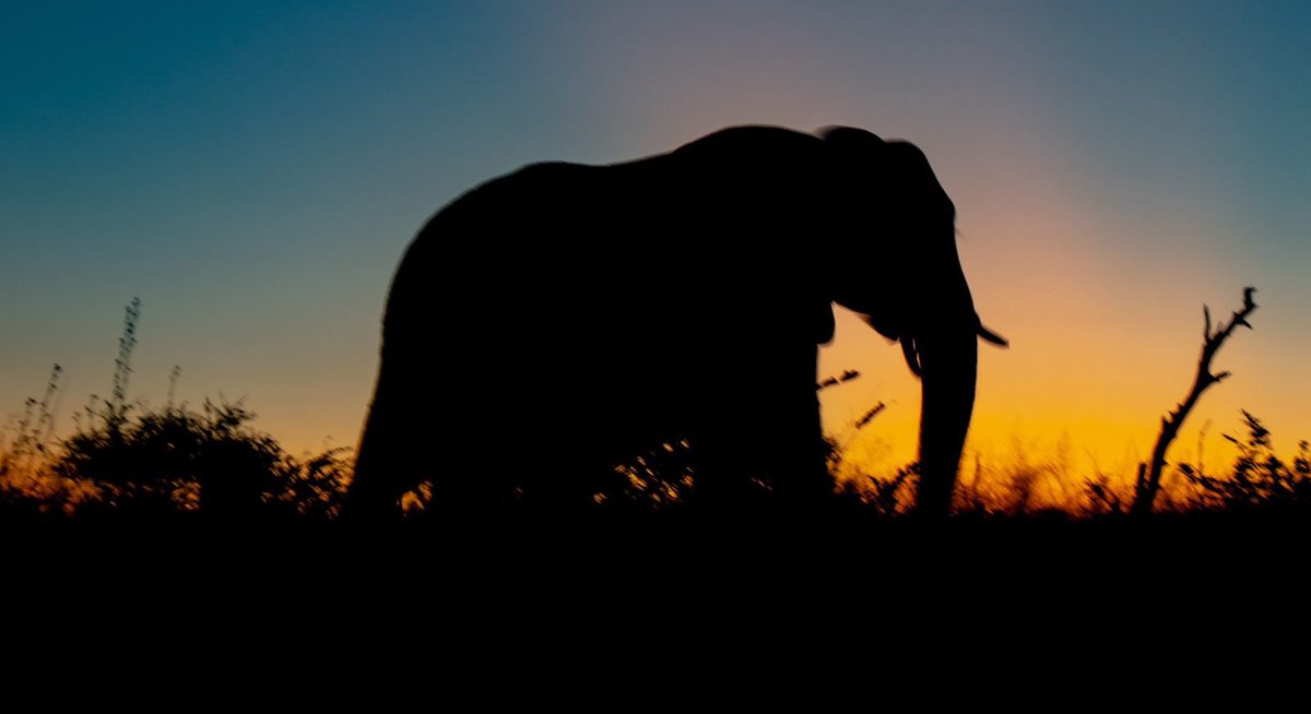 DarkProjection's tweet photo. Someday soon laws of karma will turn against real invaders of the earth and make them know that they don’t belong here! #Palakkad #DeadElephant #pregnant #elephant #death #trap #pineapple #firecracker #injuries #NewDelhi #India #RespectNature #WildAnimals #karma #farewell https://t.co/rUJSAVwUlL