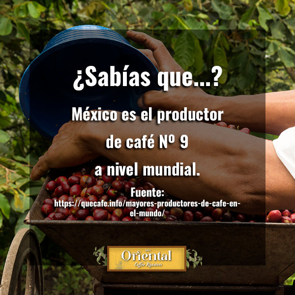 cafeoriental's tweet photo. El café mexicano sigue siendo uno de los mejores del mundo, compra tu café de origen con nosotros. ¡Ordena ya! https://t.co/4aYjWw6FFN https://t.co/oLGNouQH91