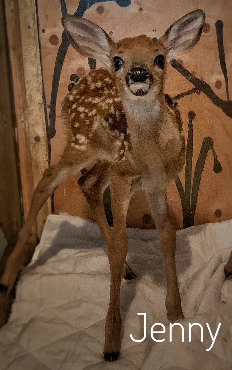 WWSanctuary's tweet photo. Then there were two!

Jessie was found being dragged by a fox across a logging road in the Eagle Lake area. He sustained some injuries but is doing well.

Jenny was discovered quite thin and dehydrated on a private island. 

Now they are with us getting stronger every day. https://t.co/Pn7Em1zTqX