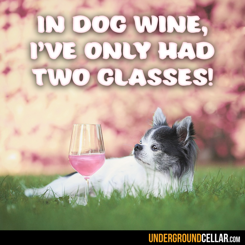 Happy Friday! Anyone else starting their weekend a little early?
.
.
.
.
.
#wine #meme #funny #haha #lol #silly #dogs #dogwine #poochesandpinot #friday #tgif