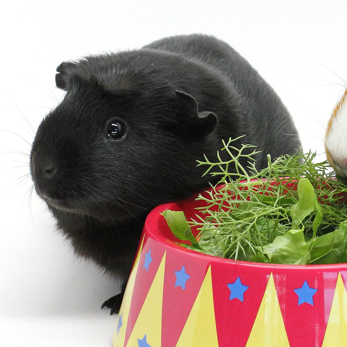 haypigs's tweet photo. Thank you all for your kind words about #JetGuineaPig ๐โค๏ธ. It's been a very sad time for us as a family (compounded by everything else that is going on in the world ๐) so we're just taking a little time out to regroup. We hope to be back soon. Love you all ๐โค๏ธ #onepiglove ๐นโค๏ธ https://t.co/riV9jaMBWN