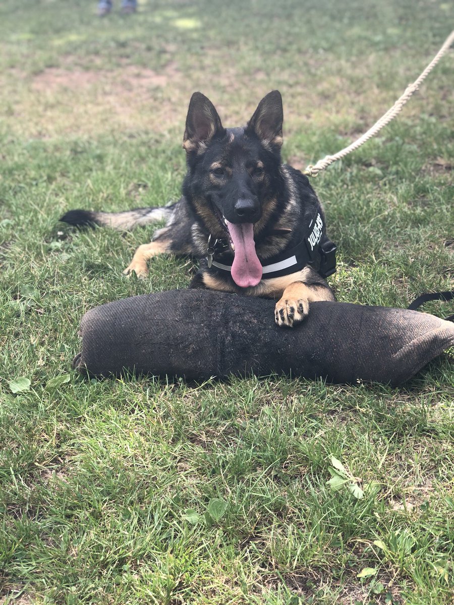 DC_PoliceDogs's tweet image. Today our last dog from the F litter TPD Finni came in for training. She had an excellent session with great progress on her tracking, person searching, criminal work and her boldness test. Next week will be their hip x rays🤞