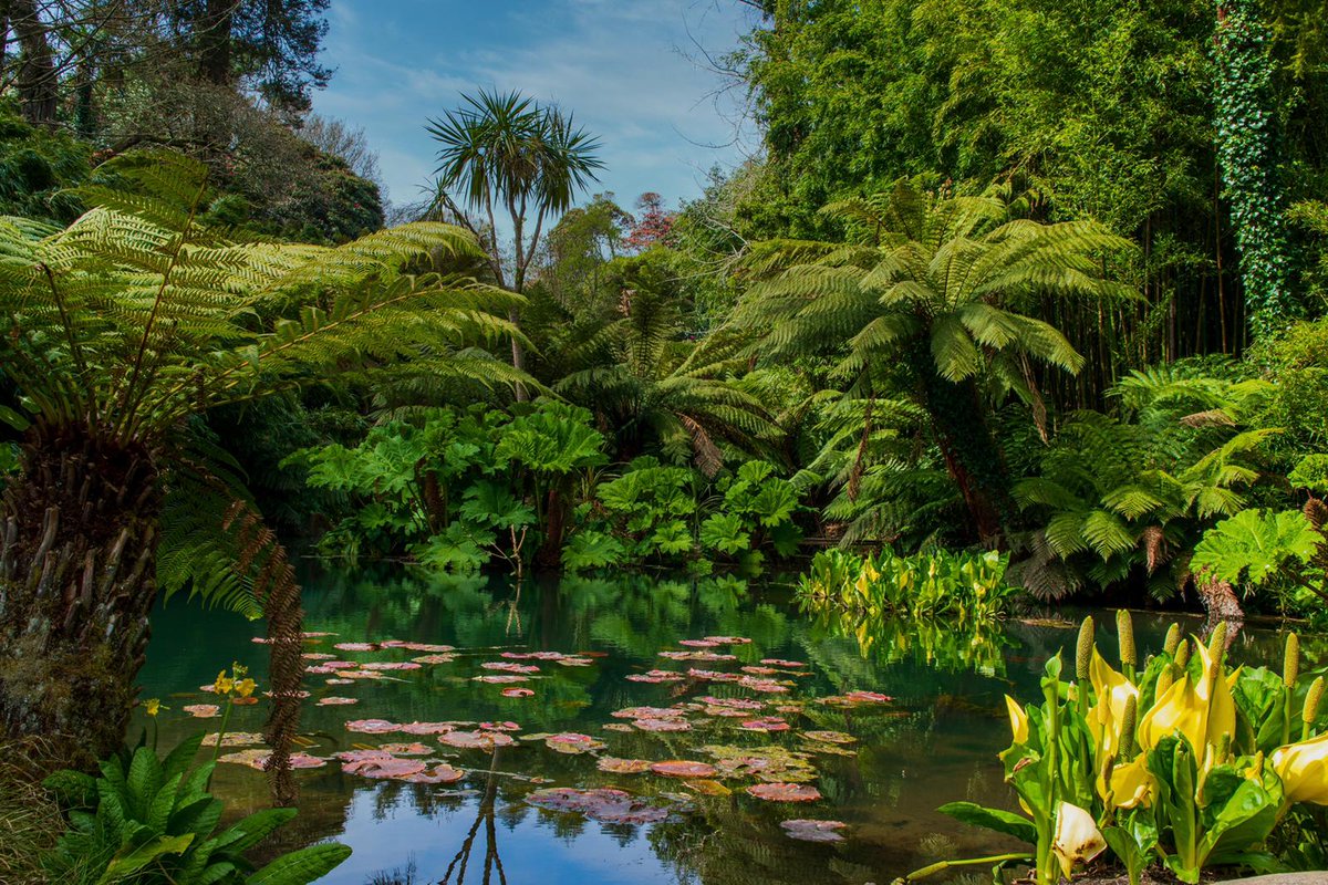 HeliganGardens's tweet photo. We’re reopening! We’re delighted to let you know that the gardens will reopen on Wed 10th June.

Following government guidelines, we are limiting numbers and there will be a few changes, the most important being pre-booked timed tickets for everybody. 

https://t.co/WoEUmOg93s https://t.co/xN4SEanasz