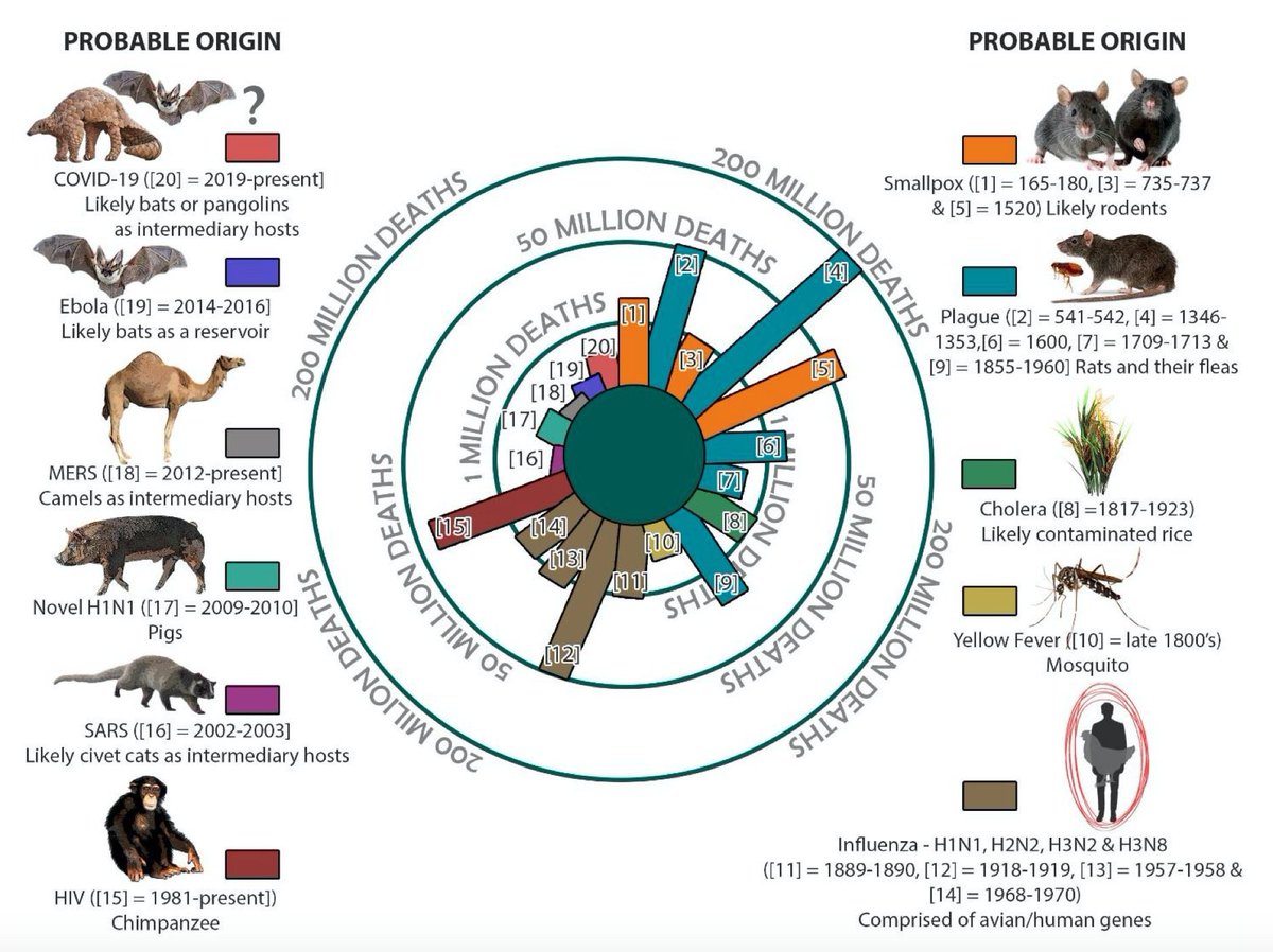 gorka_orive's tweet photo. Las zoonosis llevan siglos provocando enfermedades infecciosas y millones de muertes en todo el mundo. https://t.co/9WAxCC6Qmx